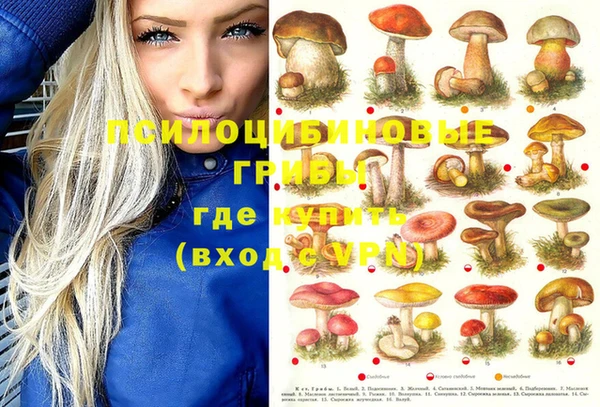 стаф Верея